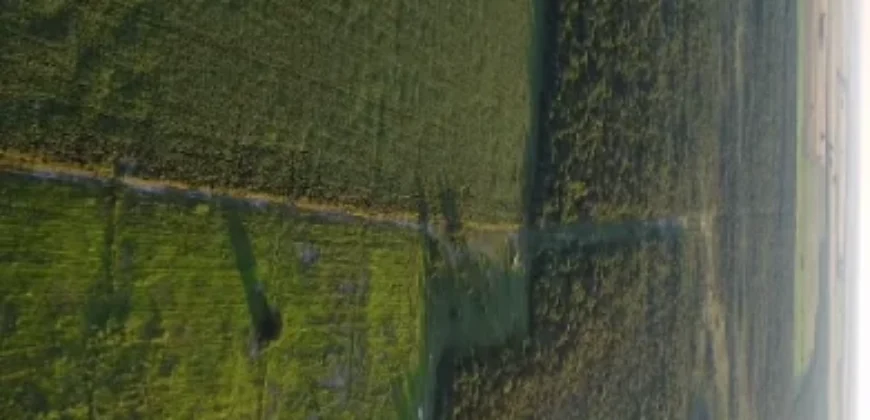 CAMPO –  COLONIA EL 80