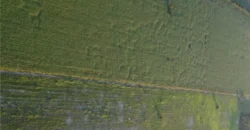 CAMPO –  COLONIA EL 80