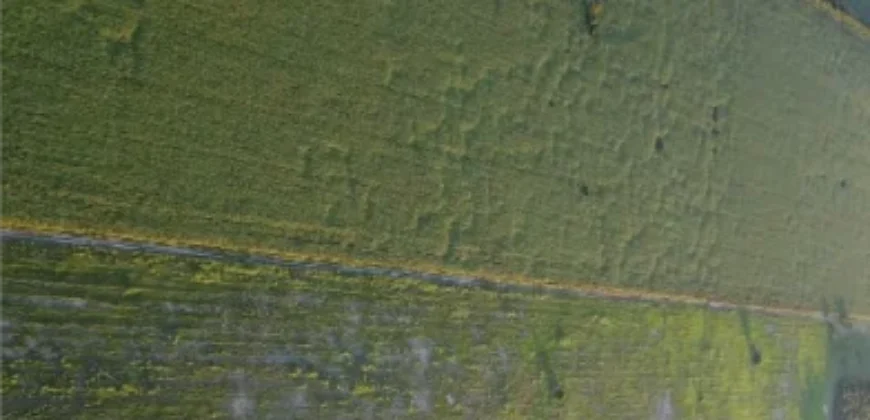 CAMPO –  COLONIA EL 80