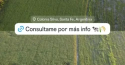 CAMPO – COLONIA SILVA