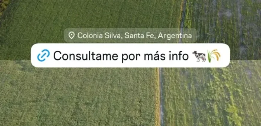 CAMPO – COLONIA SILVA