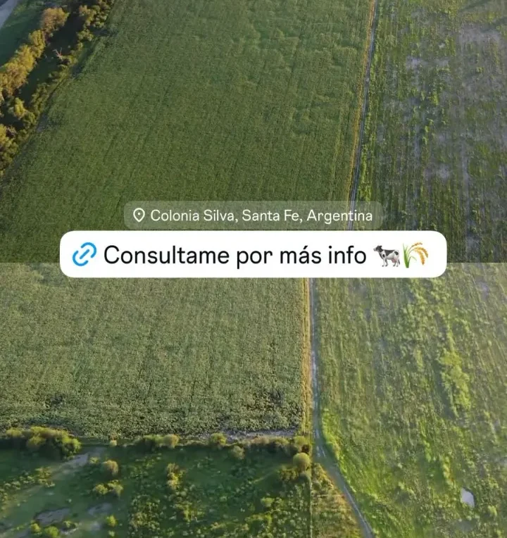 CAMPO – COLONIA SILVA