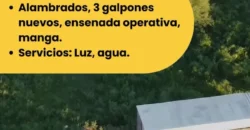 CAMPO – COLONIA SILVA